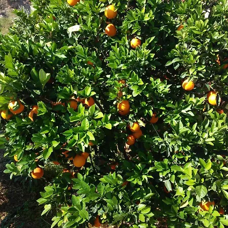 Sarris Planet شقة إرموبولّي